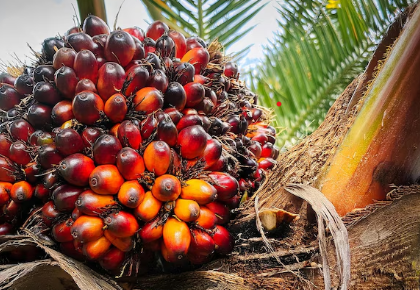 Palm Oil
